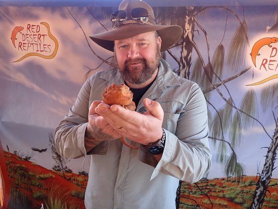 Red Desert Reptiles